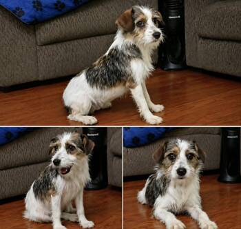 Betty -  Jack Russell Terrier Dog Available for Adoption in Minneapolis, Minnesota - Betty | PetCurious