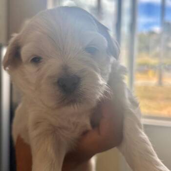 Goldie Pup #2 -  Yorkshire Terrier and Maltese Dog for Adoption in San Pablo, California - Goldie Pup #2 | PetCurious