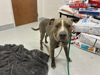 REGGIE -  Pit Bull Terrier Dog for Adoption in Ocala, Florida - REGGIE | PetCurious
