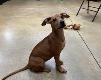 Mixed Breed Dogs Available for Adoption in Palm Springs, Florida - Penny | PetCurious