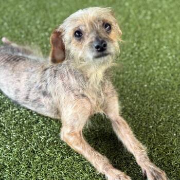 Dachshund Dogs Available for Adoption in West Palm Beach, Florida - Bunny | PetCurious