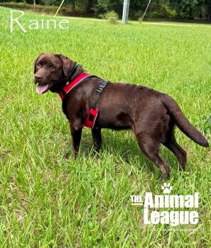 Raine -  Chocolate Labrador Retriever Dog for Adoption in Groveland, Florida - Raine | PetCurious
