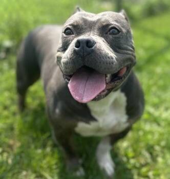 Skye -  Mixed Breed Dog for Adoption in Dubuque, Iowa - Skye | PetCurious