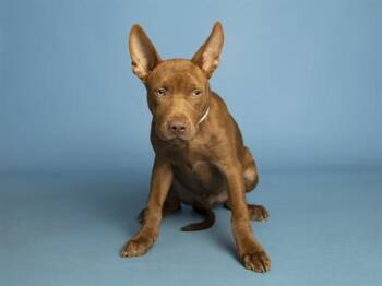 MATEO -  Labrador Retriever and Pit Bull Terrier Dog for Adoption in Phoenix, Arizona - MATEO | PetCurious
