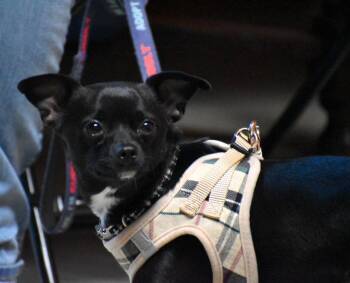 Sammie -  Chihuahua Dog for Adoption in Auburn, Georgia - Sammie | PetCurious