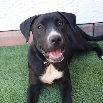 Rescue Black Labrador Retriever and Cattle Dog Dogs for Adoption in Phoenix, Arizona - Rolex | PetCurious