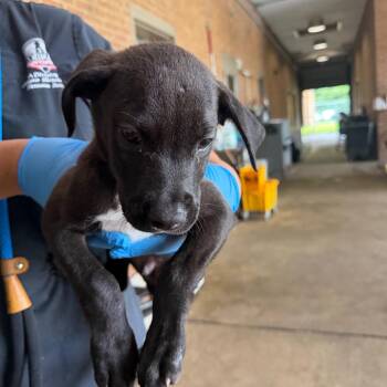 Rob -  Pit Bull Terrier Dog for Adoption in Birmingham, Alabama - Rob | PetCurious