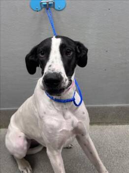 A1437103 -  Great Dane Dog for Adoption in Las Vegas, Nevada - A1437103 | PetCurious