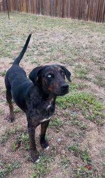 Catahoula Leopard Dog Dogs Available for Adoption in Warren, Maine - Marlow - TX | PetCurious