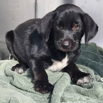 Black Labrador Retriever Dogs Available for Adoption in Lake Panasoffkee, Florida - Tebow | PetCurious