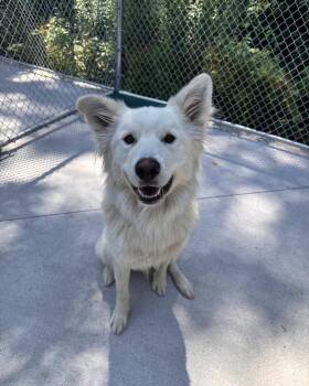 Bolt -  Great Pyrenees and German Shepherd Dog Dog for Adoption in Muskegon, Michigan - Bolt | PetCurious