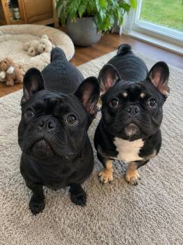Hans & Franz -  French Bulldog Dog for Adoption - Hans & Franz | PetCurious