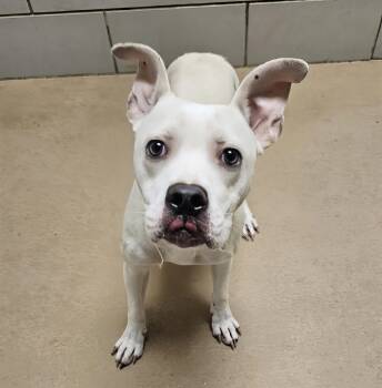 Pine Tree -  Mixed Breed Dog for Adoption in Nashville, Tennessee - Pine Tree | PetCurious