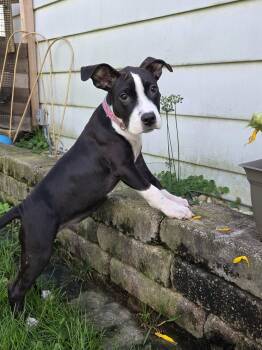 Rolly the Terrier Mix Puppy -  American Staffordshire Terrier and Boxer Dog for Adoption in Muskego, Wisconsin - Rolly The Terrier Mix Puppy | PetCurious