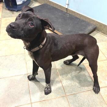 Mixed Breed Dogs Available for Adoption in Chattanooga, Tennessee - Taz | PetCurious