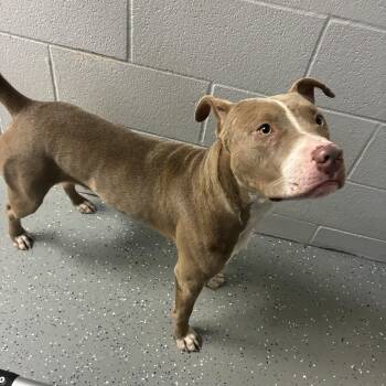 Vagrant -  Pit Bull Terrier Dog for Adoption - Vagrant | PetCurious