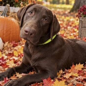 Bronco -  Chocolate Labrador Retriever Dog for Adoption in Ottawa Hills, Ohio - Bronco | PetCurious