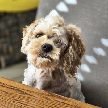 Poodle Dogs Available for Adoption in San Diego, California - Teddie | PetCurious