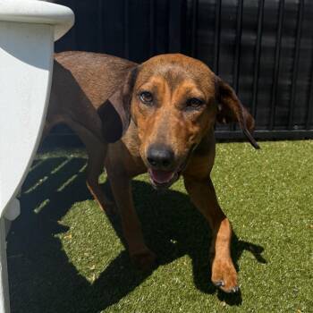 Jolene -  Redbone Coonhound and Mixed Breed Dog for Adoption in Charlottesville, Virginia - Jolene | PetCurious