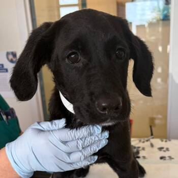 Rhonda -  Labrador Retriever and Mixed Breed Dog for Adoption in Nashville, Tennessee - Rhonda | PetCurious