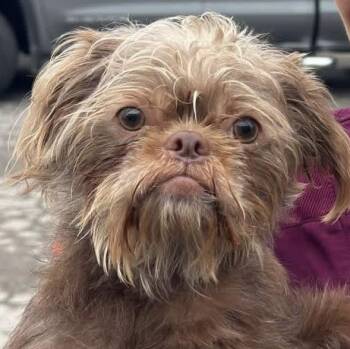 Dino -  Brussels Griffon Dog for Adoption in Woodlawn, Tennessee - Dino | PetCurious