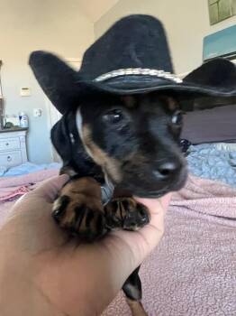 Dachshund and Chihuahua Dogs Available for Adoption - Cleo | PetCurious