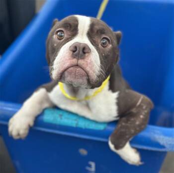 Rescue Mixed Breed Dogs for Adoption in Dallas, Texas - BETSY | PetCurious