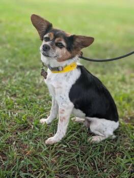 Chihuahua and Beagle Dogs Available for Adoption in Aiken, South Carolina - Missy | PetCurious
