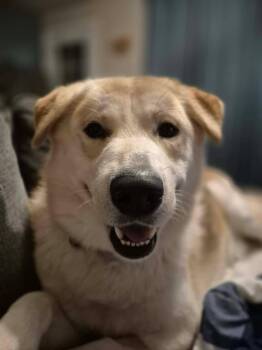 Husky Dogs Available for Adoption in London, Ontario - Jasper | PetCurious