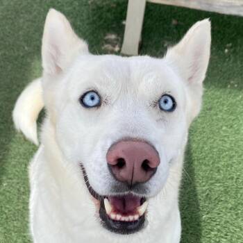 Husky Dogs Available for Adoption - Mira | PetCurious