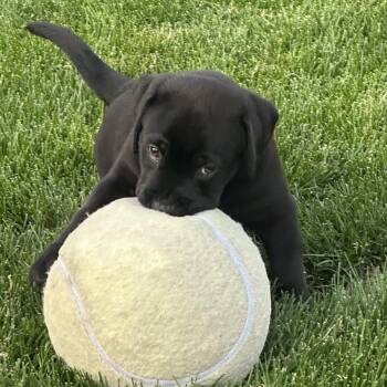 Kai -  Black Labrador Retriever Dog for Adoption in Long Beach, New York - Kai | PetCurious