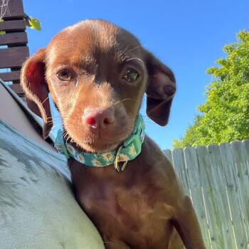 Tator Tot -  Schnauzer Dog for Adoption in New London, Wisconsin - Tator Tot | PetCurious