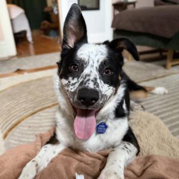 Odie (Gunner) -  Australian Cattle Dog Blue Heeler and Mixed Breed Dog for Adoption in Festus, Missouri - Odie (Gunner) | PetCurious