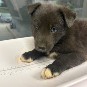 Mercury -  Mixed Breed Dog for Adoption in Columbiana, Alabama - Mercury | PetCurious