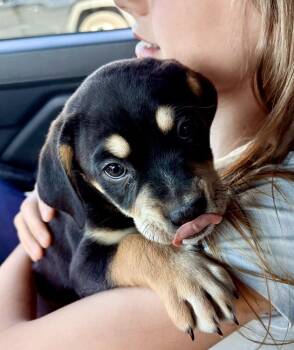 Archie -  Yorkshire Terrier and Pit Bull Terrier Dog Available for Adoption - Archie | PetCurious