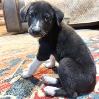 Vinny -  Australian Shepherd and Mixed Breed Dog for Adoption in Little Rock, Arkansas - Vinny | PetCurious
