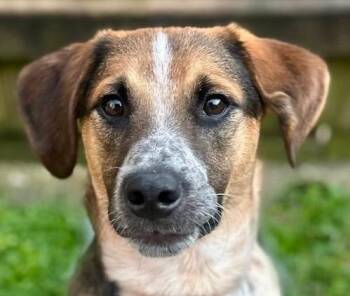 Rescue Cattle Dog Dogs for Adoption in Nashville, Tennessee - Oberon | PetCurious