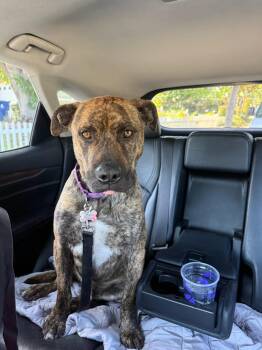 Brick -  Staffordshire Bull Terrier Dog for Adoption in Santa Monica, California - Brick | PetCurious