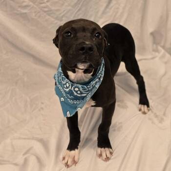 Rescue Mixed Breed Dogs for Adoption in Canal Winchester, Ohio - Musketeer | PetCurious