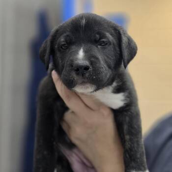 Shelly -  Mixed Breed Dog Available for Adoption in Huntsville, Alabama - Shelly | PetCurious