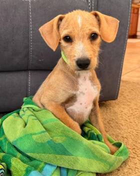 Burrata -  Chihuahua Dog for Adoption in Carson City, Nevada - Burrata | PetCurious