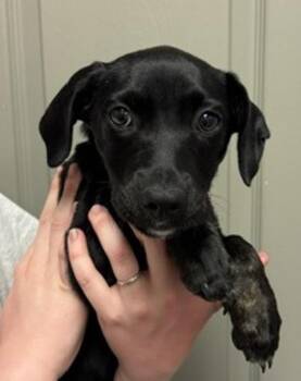 Nimsy -  Dachshund Dog Available for Adoption in Littleton, Colorado - Nimsy | PetCurious