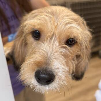 Breckenridge 22586 -  Terrier and Mixed Breed Dog for Adoption in Cumming, Georgia - Breckenridge 22586 | PetCurious