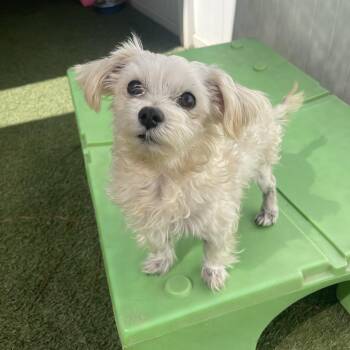 Chase -  Maltese Dog for Adoption in Baton Rouge, Louisiana - Chase | PetCurious