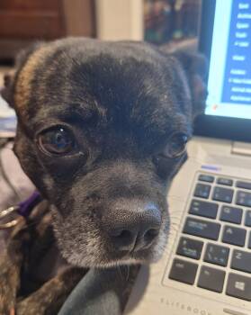 Pippen -  French Bulldog and Boston Terrier Dog for Adoption in London, Ontario - Pippen | PetCurious