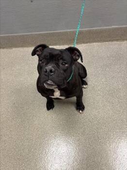 BLACK -  Pit Bull Terrier and Mixed Breed Dog for Adoption in Las Vegas, Nevada - BLACK | PetCurious