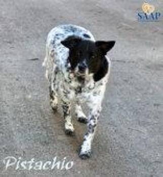 Pistachio -  Chihuahua and Australian Shepherd Dog for Adoption in Newport, Kentucky - Pistachio | PetCurious