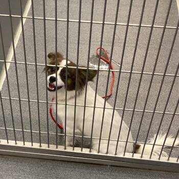 Benton -  Papillon and Chihuahua Dog for Adoption in Montgomery, Alabama - Benton | PetCurious
