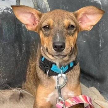 BANKS -  Terrier Dog for Adoption in Graham, Washington - BANKS | PetCurious
