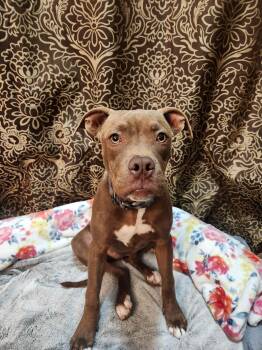 American Staffordshire Terrier and Terrier Dogs Available for Adoption - Suzy | PetCurious